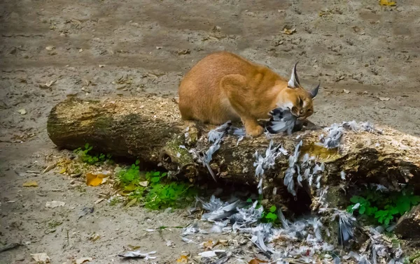 스라소니 여기저기 이집트에서 고양이의 초상화 깃털으로 줄기에 사냥된 스라소니 — 스톡 사진
