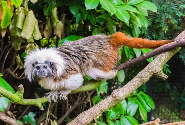 Cotton Headed Tamarin Monkey Walking Branch Rare Critical Endangered Exotic — Stock Photo, Image