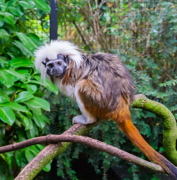 Cotton Top Tamarin Majom Egy Ritka Súlyosan Veszélyeztetett Trópusi Állatfaj — Stock Fotó