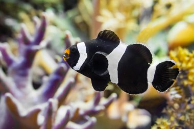 closeup of a saddleback clownfish that is swimming in the water, a tropical fish from the indo pacific ocean clipart