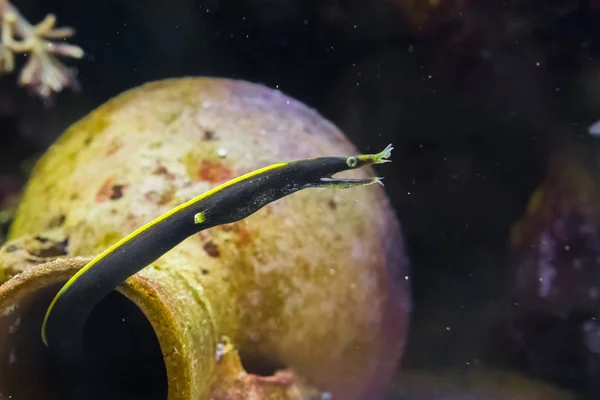 Juvenil fita moray enguia, preto e amarelo colorido pouco jovem cobra de água do indo oceano pacífico — Fotografia de Stock