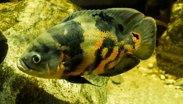 Tygr oscar ryba v detailu, který je plavání ve vodě, tropický mazlíček z Jižní Ameriky — Stock fotografie