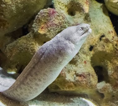 Kahverengi benekli moray balıklı dev beyaz yılan balığı, Hawaii 'de yaşayan tropik bir balık yılanı.