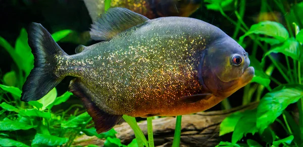 Um close-up de uma piranha barriga vermelha, um peixe colorido com escalas brilhantes nas cores ouro, laranja e vermelho. — Fotografia de Stock