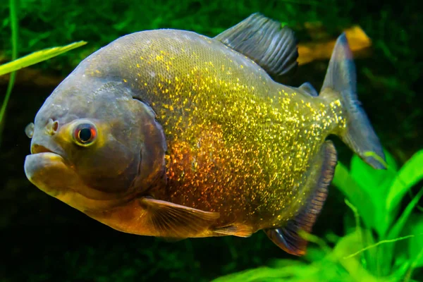 Rotbauchpiranha in Großaufnahme, ein bunt glitzernder tropischer Fisch in den Farben Gold, Orange und Rot. — Stockfoto