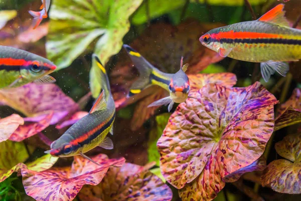 Petits et colorés tétras poissons nageant dans l'aquarium, couleur argent avec des rayures noires, jaunes et rouges, un fond marin — Photo