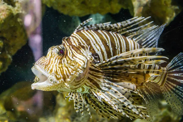 Gros plan d'un poisson lion nageant à bouche ouverte dans l'aquarium, un poisson tropical venimeux de l'océan Pacifique indo — Photo