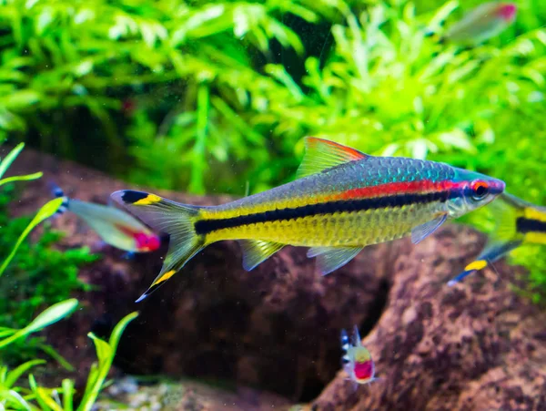 Peces tetra pequeños y coloridos nadando en el acuario, color plata con rayas negras, amarillas y rojas —  Fotos de Stock