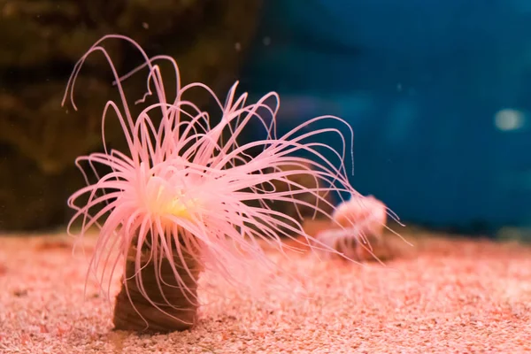 Rózsaszín tenger anemone izzó fényes, szép és színes állat a trópusi óceán — Stock Fotó