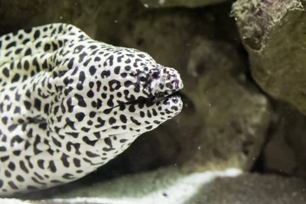 Murène léopard tachetée noire avec son visage en gros plan, un animal de compagnie de poissons d'aquarium tropical — Photo