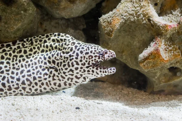 Preto manchado girafa moray enguia em close-up e abertura de sua boca, um peixe tropical a partir do indo pacífico oceano — Fotografia de Stock