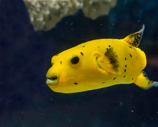 Pintadas douradas peixe papão sorrindo com seus dentes maciços e nadando na água — Fotografia de Stock