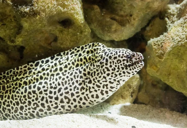Preto manchado leopardo moray enguia em close-up, um peixe longo que vive no indo pacífico oceano — Fotografia de Stock