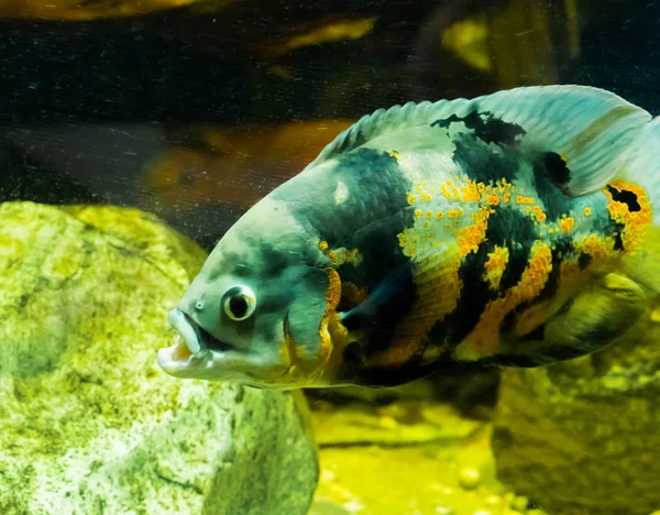 Closeup of a tiger oscar fish, a tropical aquarium pet from the ocean of south America — Stock Photo, Image