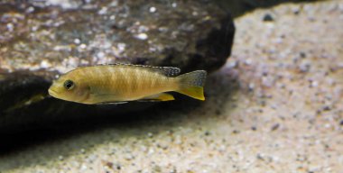 Juvenile labidochromis perlmutt cichlid, Afrika 'daki Malawi Gölü' nden tropik bir balık..