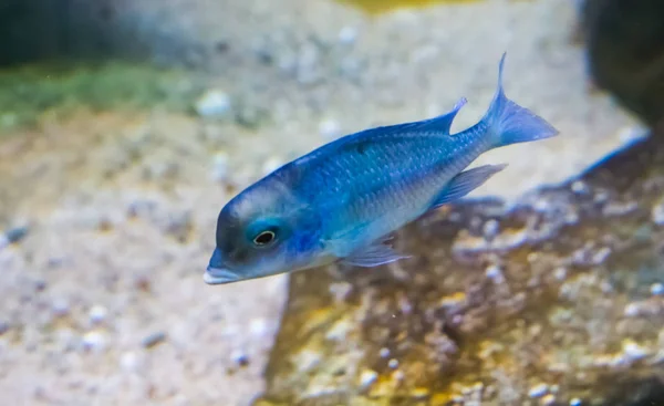 Blue Malawi Dolphin Cichlid Fish Also Known Moorii Cute Funny — Stock Photo, Image