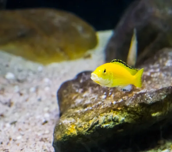 Yellow Prince Cichlid Fish Swimming Water Tropical Aquarium Pet Lake — Stock Photo, Image