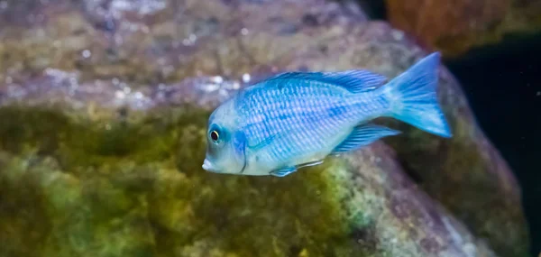 Bleu Moorii Dauphin Cichlidé Poisson Gros Plan Animal Aquarium Tropical — Photo