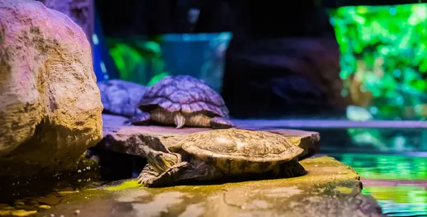 Nahaufnahme Einer Sperrigen Schildkröte Die Auf Einem Felsen Liegt Mit — Stockfoto