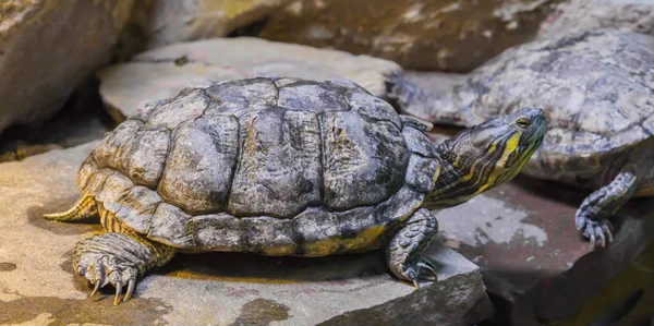 Cumberland Reglaget Sköldpadda Närbild Sitter Sten Tropisk Reptil Husdjur Från — Stockfoto