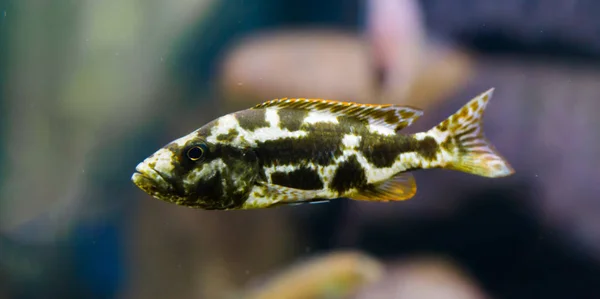 Młodociana Rybka Livingston Cichlid Młoda Ryba Kolorach Ciemnobrązowym Białym Pomarańczowym — Zdjęcie stockowe