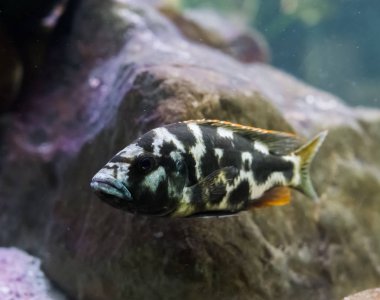 Juvenile Lingingston 'ın cichlid balığını yakından çek. Genç bir tropikal akvaryum hayvanı..