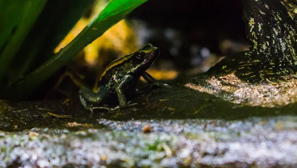 Golfodulcean Poine Dart Frog 위기에 코스타리카의 양서류 — 스톡 사진