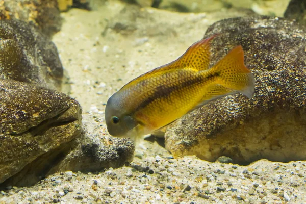 Jonge Macaw Cichlid Een Tropische Kleurrijke Vissen Uit Atlantische Helling — Stockfoto