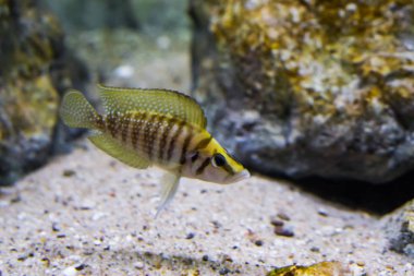 sıkıştırılmış Çiklit, Afrika'daki Tanganika Gölü üzerinden bir tropikal akvaryum pet portre bir kahverengi ve sarı bantlı