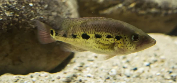 Black Spotted Tilapia Cichlid Fish Tropical Fish Africa — Stock Photo, Image