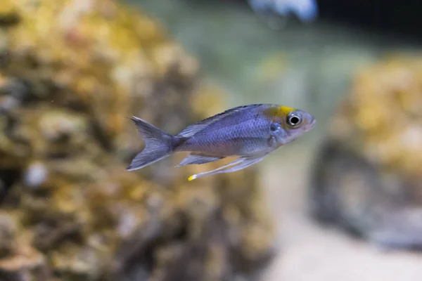 Silver Juvenile Cichlid Fish Exotic Aquarium Pet — Stock Photo, Image