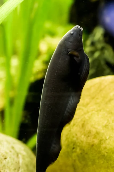 Musta Aave Veitsi Kala Suosittu Akvaario Lemmikki Amazon Altaan — kuvapankkivalokuva