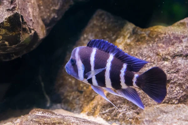 Cichlidés Bosse Bandes Bleues Blanches Gros Plan Animal Aquarium Tropical — Photo