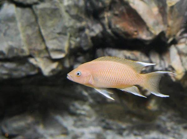 Pink Malawi Cichlid Fish Closeup Popular Tropical Aquarium Pet Lake — Stock Photo, Image