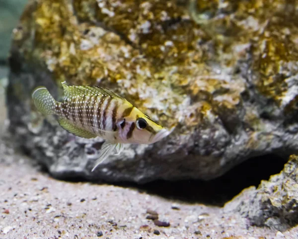 Yellow Brown Banded Compressed Cichlid Closeup Tropical Fish Lake Tanganyika — Stock Photo, Image