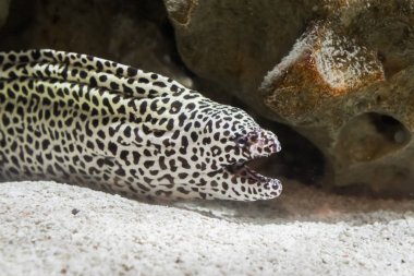 Siyah benekli leopar yılanbalığı ağzını açtığında Pasifik Okyanusu 'nun su yılanı.