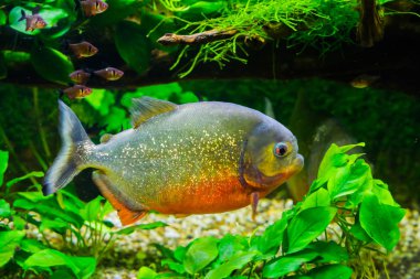 Akvaryumda yüzen parlak pullu güzel kırmızı karınlı piranha, Amazon havzasından gelen tropikal ve renkli bir balık.
