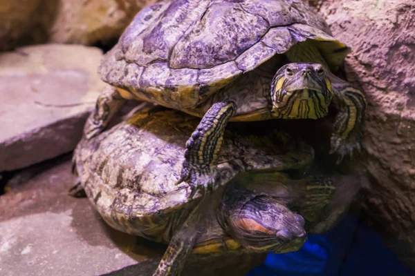 Twee Grappige Schildpadden Elkaar Een Die Camera Kijkt — Stockfoto