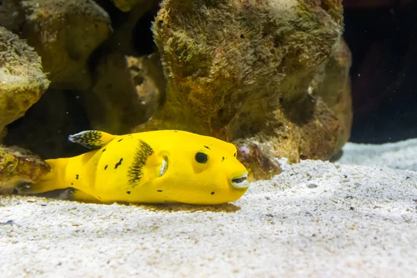 太平洋からやって来た面白い魚や毒のある熱帯魚が底を泳いでいます — ストック写真