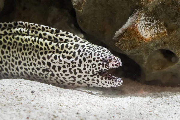 Black Spotted Leopard Moray Eel Closeup Opening His Mouth Water — Stock Photo, Image