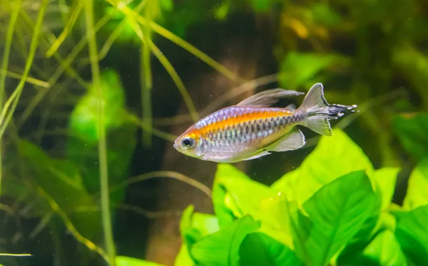 Closeup Glow Light Tetra Fish Small Tropical Fish Essequibo River Stock Photo