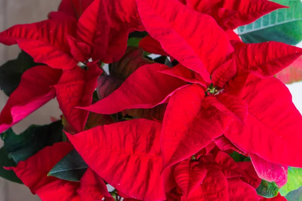 Poinsettia Mejor Conocida Como Flor Estrella Navidad Roja Una Planta — Foto de Stock