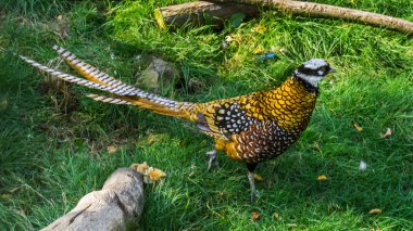 Male reeves pheasant walking in the grass in closeup, a beautiful bird from the forests of china clipart