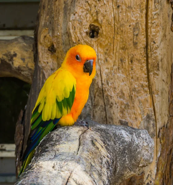 Jandaya Periquito Sentado Galho Árvore Close Animal Estimação Popular Colorido — Fotografia de Stock