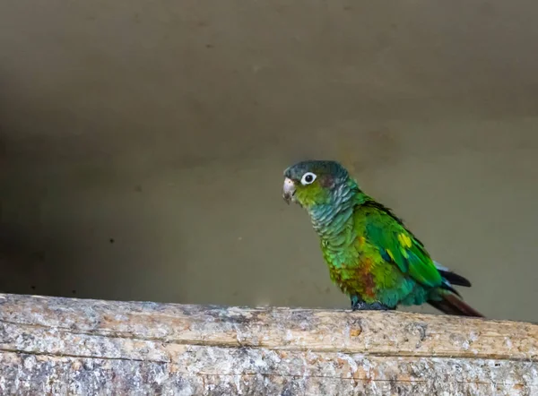一只长着绿色下巴的鹦鹉在树枝上散步时的特写镜头 一只来自巴西的五彩斑斓的小鹦鹉 — 图库照片