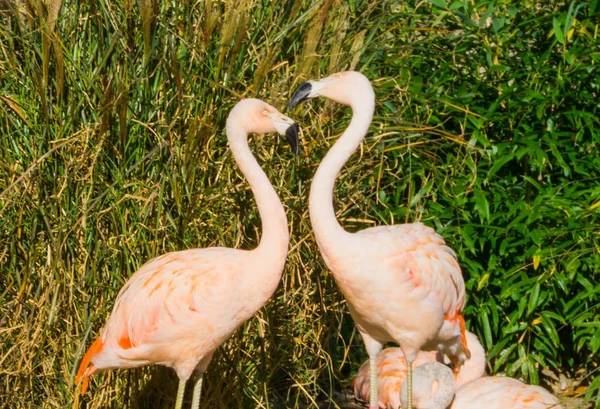 Two Pink Chilean Flamingos Standing Close Each Other Tropical Colorful — Stock Photo, Image