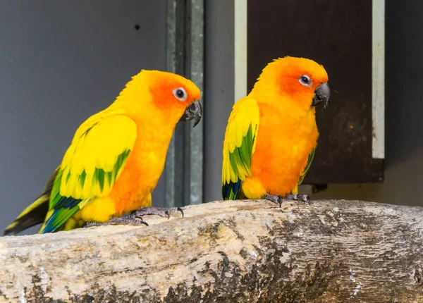 Dos Periquitos Jandaya Sentados Juntos Una Rama Coloridas Aves Tropicales — Foto de Stock