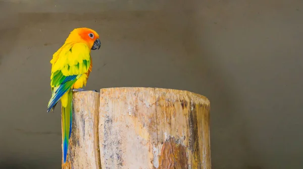 Colorful Jandaya Parakeet Sitting Tree Stump Closeup — Stock Photo, Image