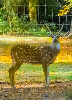 bir erkek benekli eksen geyik boynuzları ile portresi