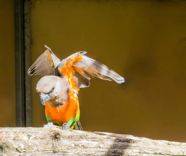 Vörös Hasú Papagáj Kitárja Szárnyait Egy Színes Trópusi Kis Papagáj — Stock Fotó